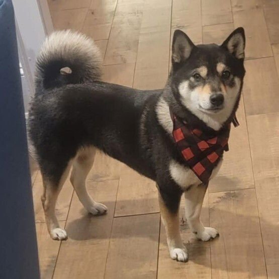 NAMI - Shiba Inu / Terrier available for adoption