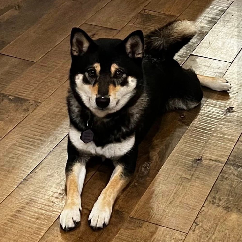 NAMI - Shiba Inu / Terrier available for adoption