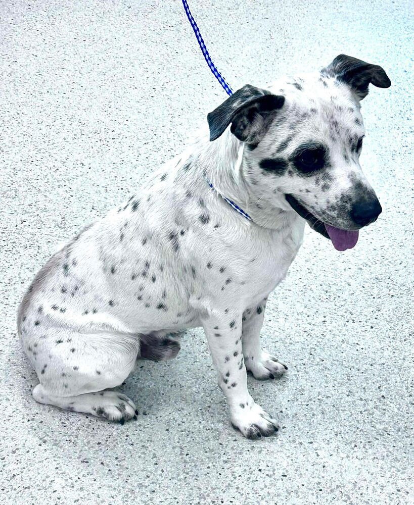 DOMINO - Terrier available for adoption