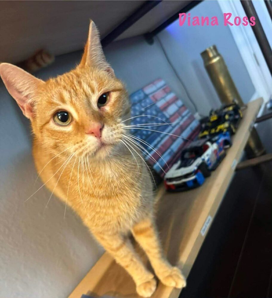 DIANA ROSS - Domestic Short Hair available for adoption