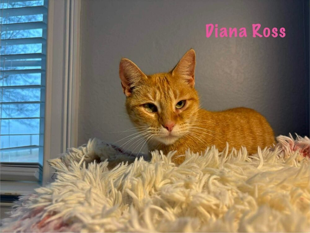 Diana Ross - Photo 3