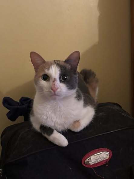 CELESTE - Domestic Short Hair available for adoption