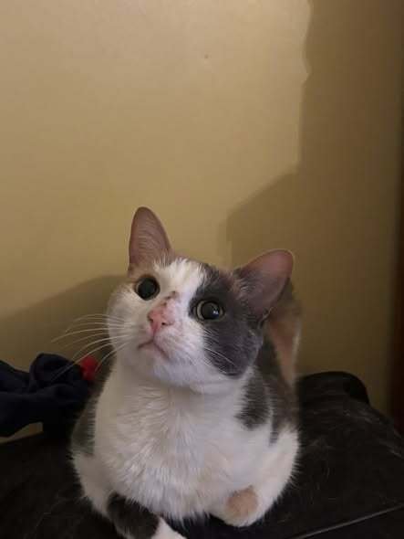 CELESTE - Domestic Short Hair available for adoption