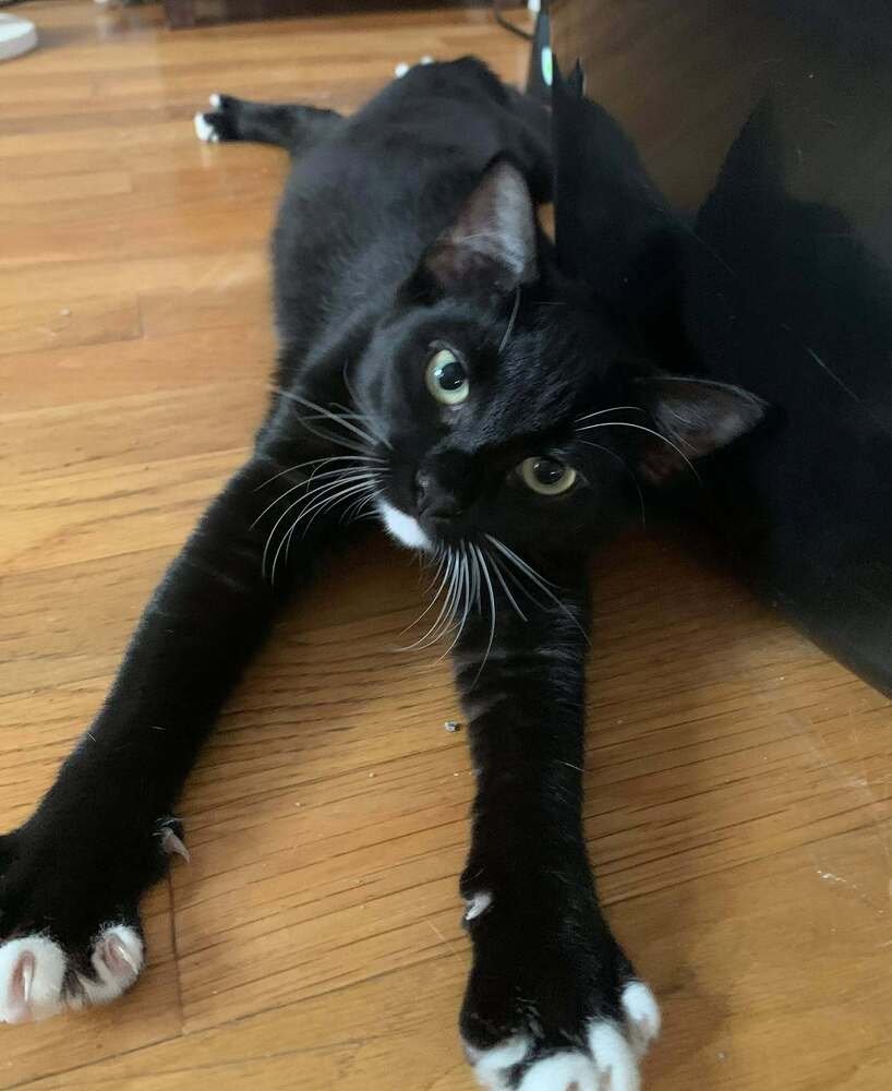 FIG - Domestic Short Hair available for adoption