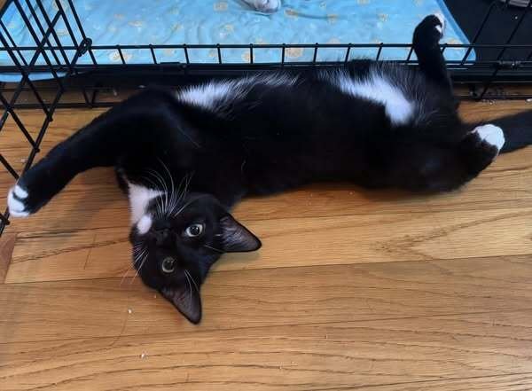 FIG - Domestic Short Hair available for adoption