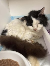 Constantine - Photo 1