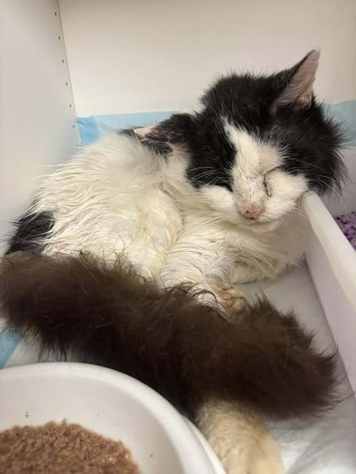 CONSTANTINE - Domestic Short Hair available for adoption