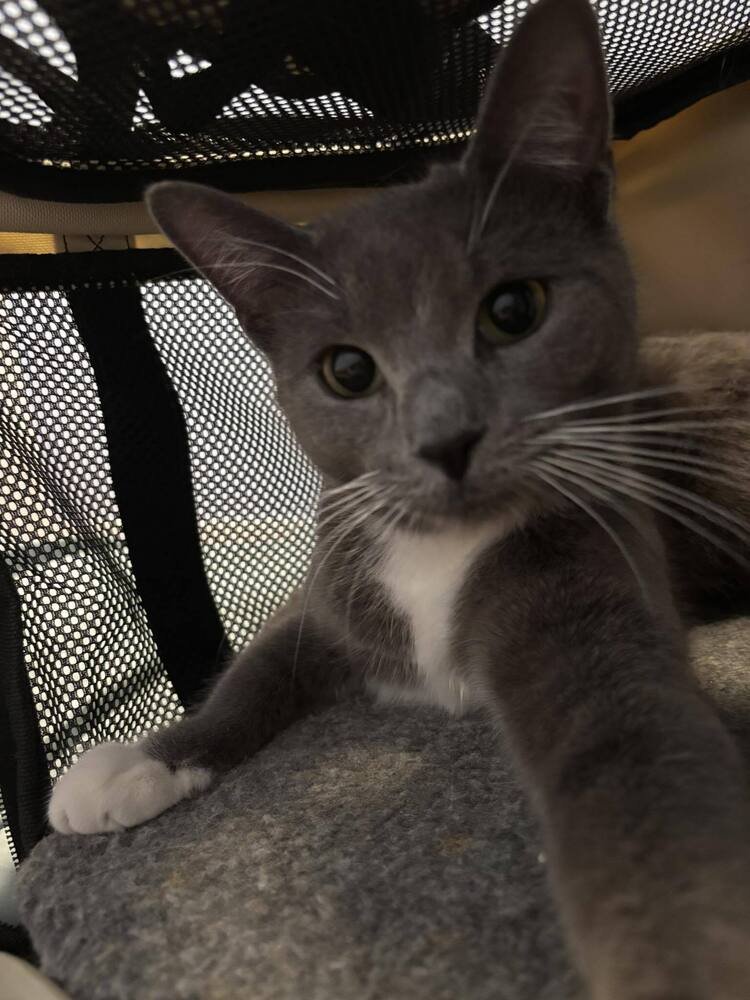 PRINCIPESSA - Domestic Short Hair available for adoption