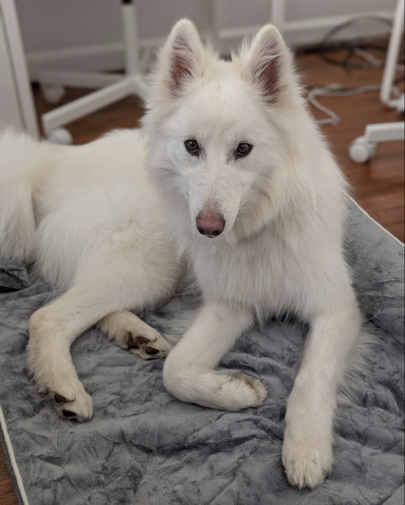 KODA - Husky available for adoption