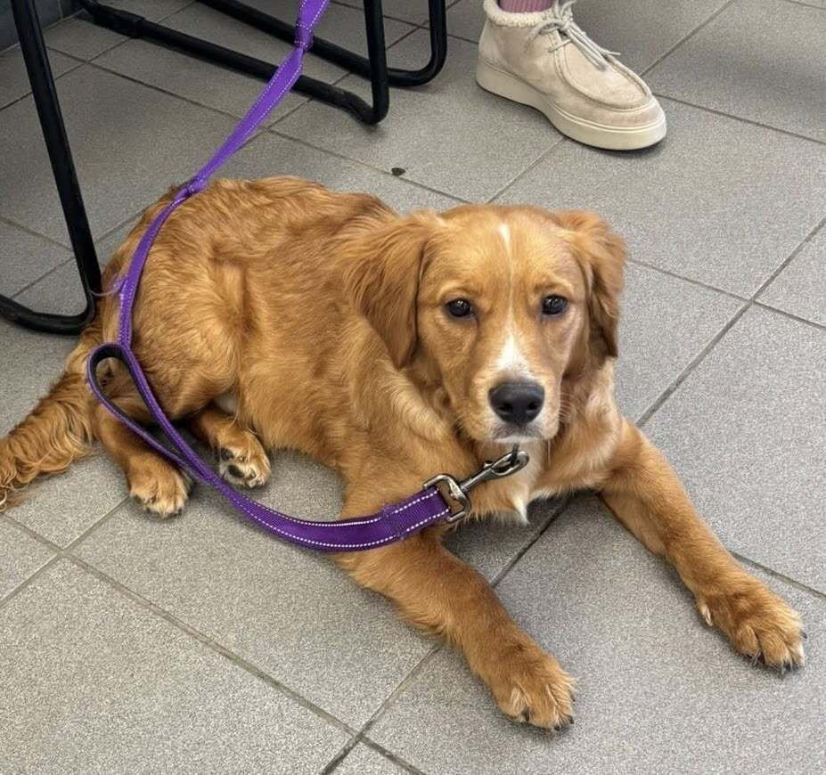 DASHER - Golden Retriever available for adoption