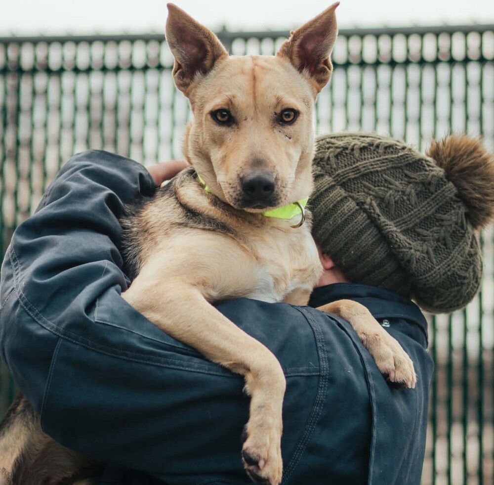 AURORA - Shepherd / Terrier available for adoption