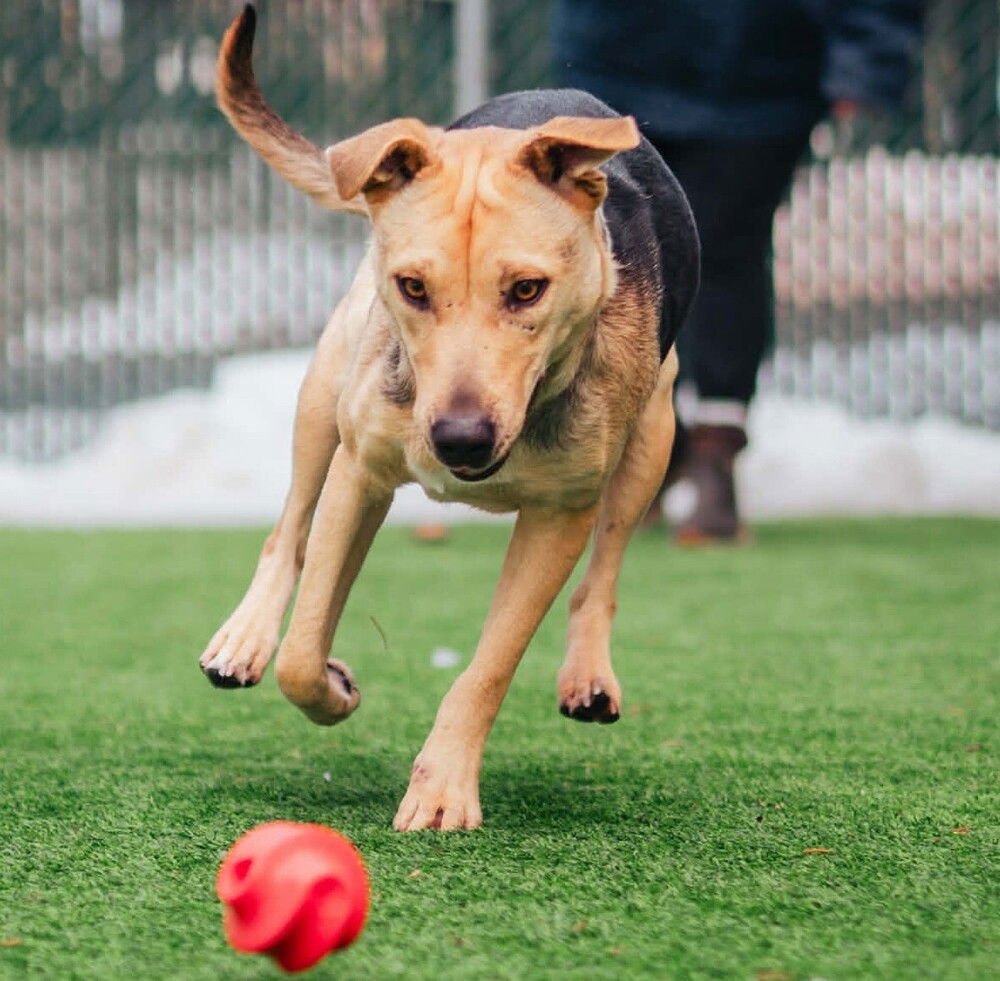 AURORA - Shepherd / Terrier available for adoption