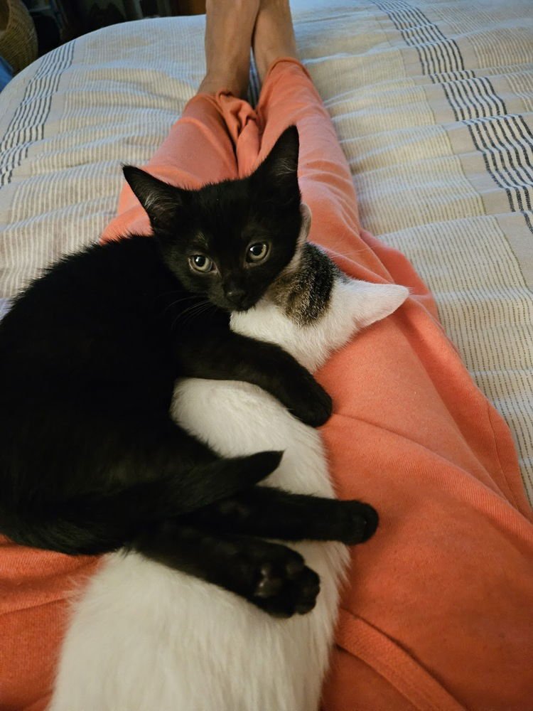 MATCH - Domestic Short Hair available for adoption