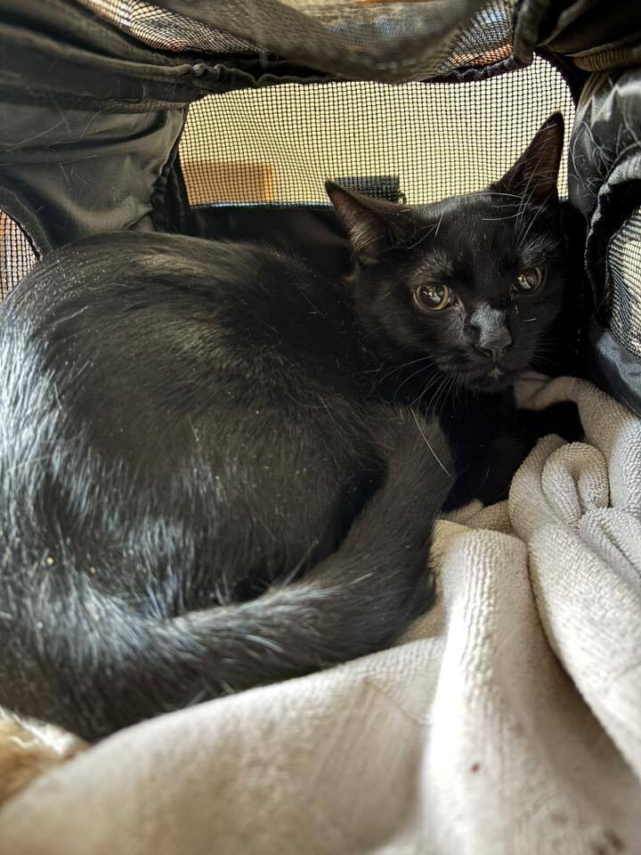 MATCH - Domestic Short Hair available for adoption