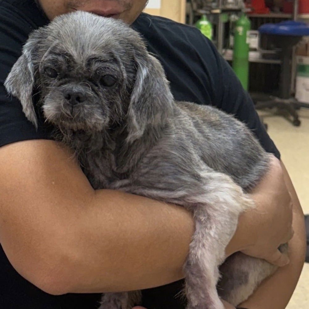 MOLE - Shih Tzu / Terrier available for adoption