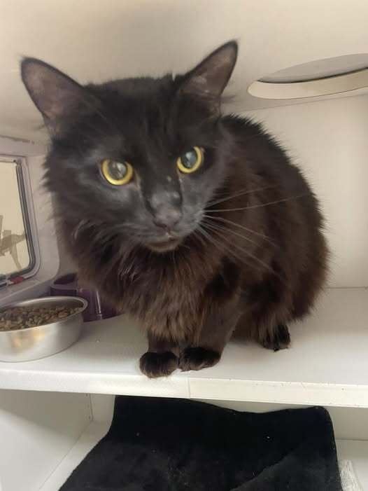 GHOUL - Domestic Long Hair available for adoption