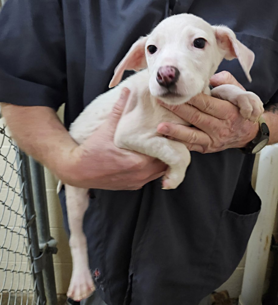 ICICLE (P) - Terrier available for adoption