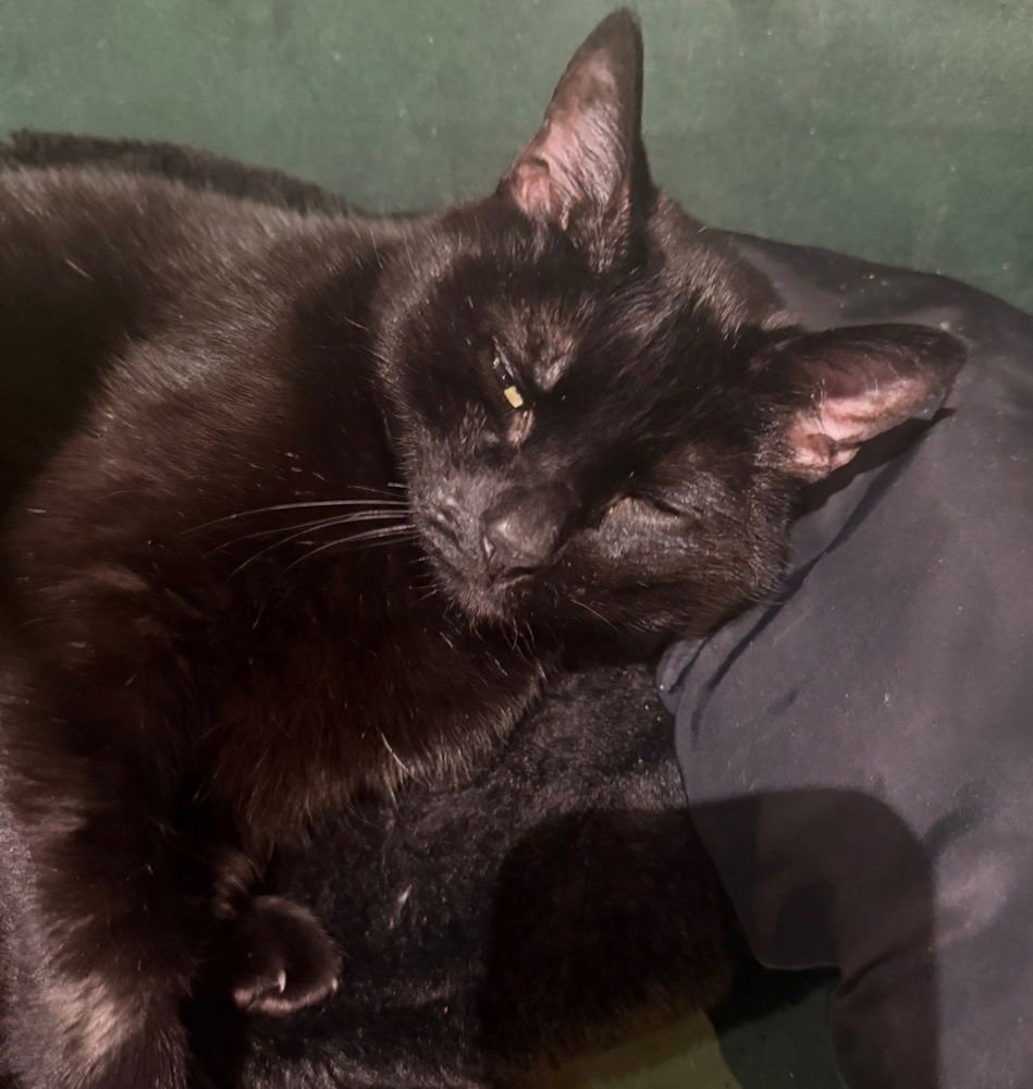 NEBULA - Domestic Short Hair available for adoption