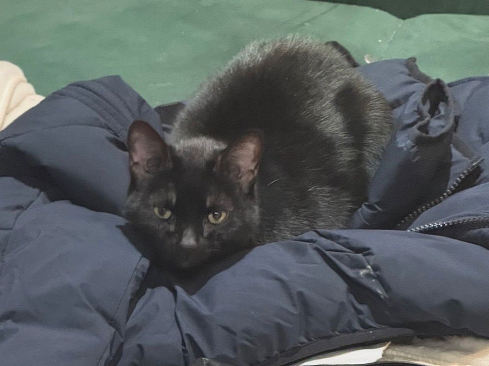 NEBULA - Domestic Short Hair available for adoption