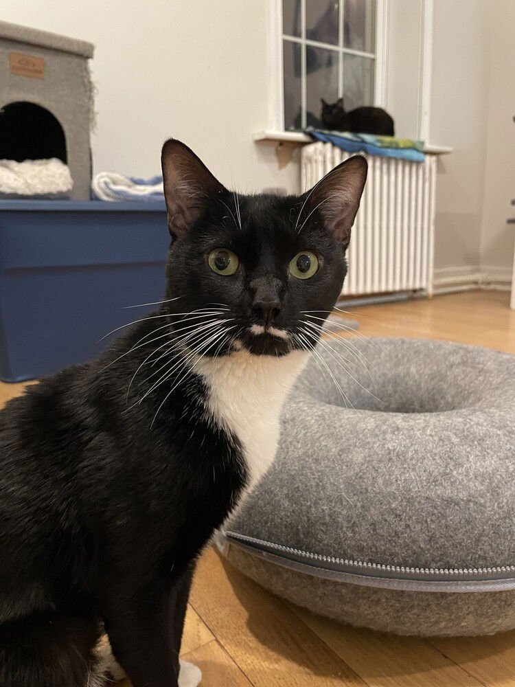 BEBO - Domestic Short Hair available for adoption