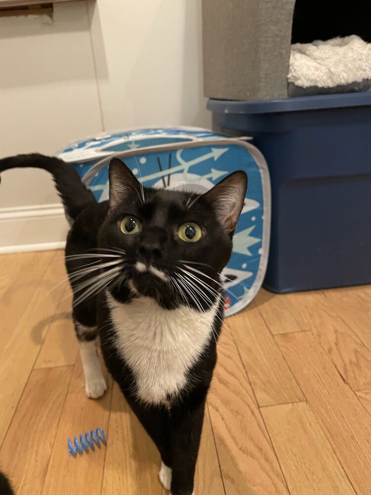 BEBO - Domestic Short Hair available for adoption