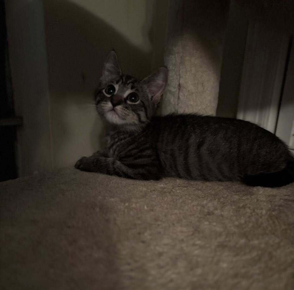 ROBIN - Domestic Short Hair available for adoption