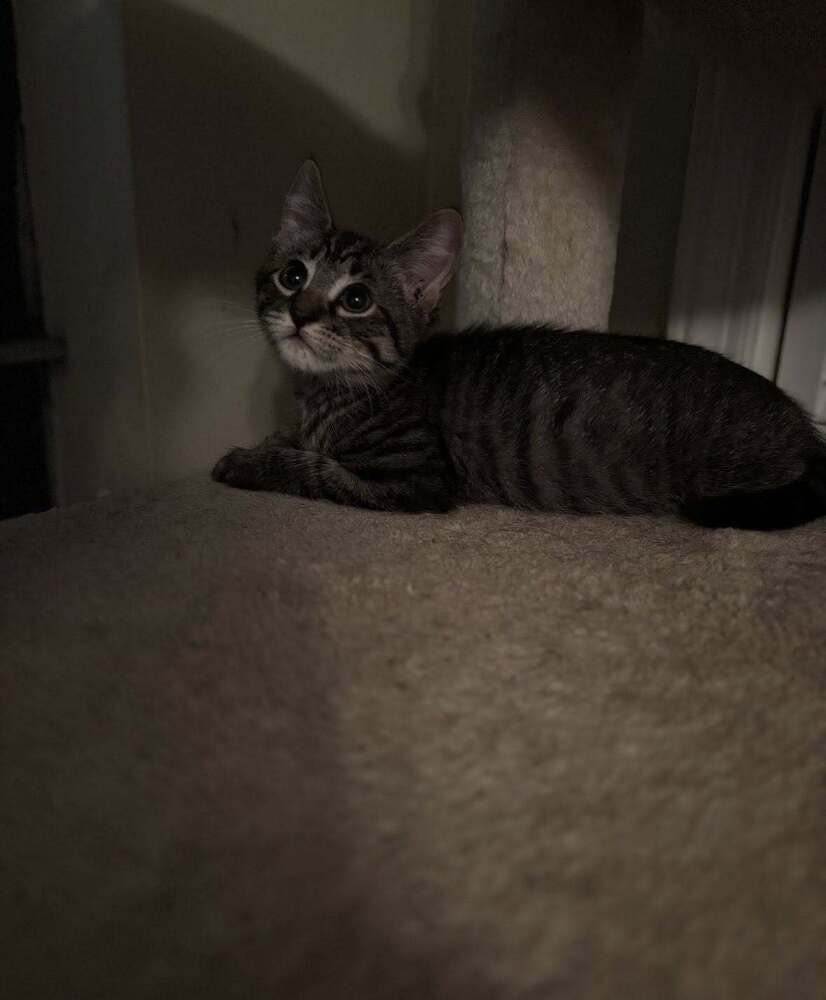 ROBIN - Domestic Short Hair available for adoption