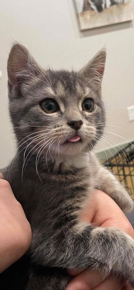 ASHES - Domestic Short Hair available for adoption