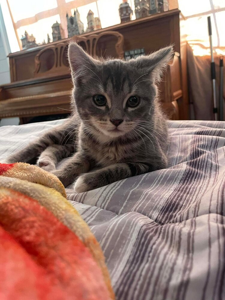 ASHES - Domestic Short Hair available for adoption