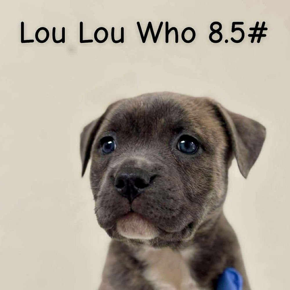 LOU LOU WHO (P) - Terrier available for adoption