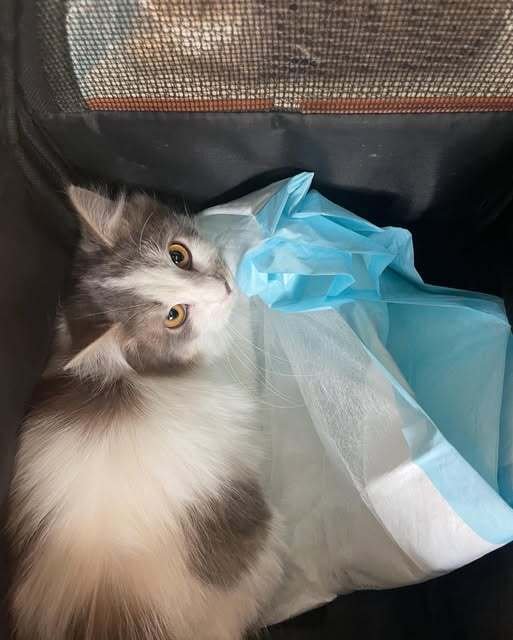 MAX - Domestic Short Hair available for adoption