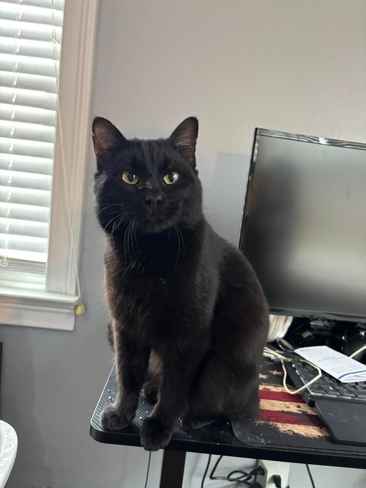 NORMAN - Domestic Short Hair available for adoption