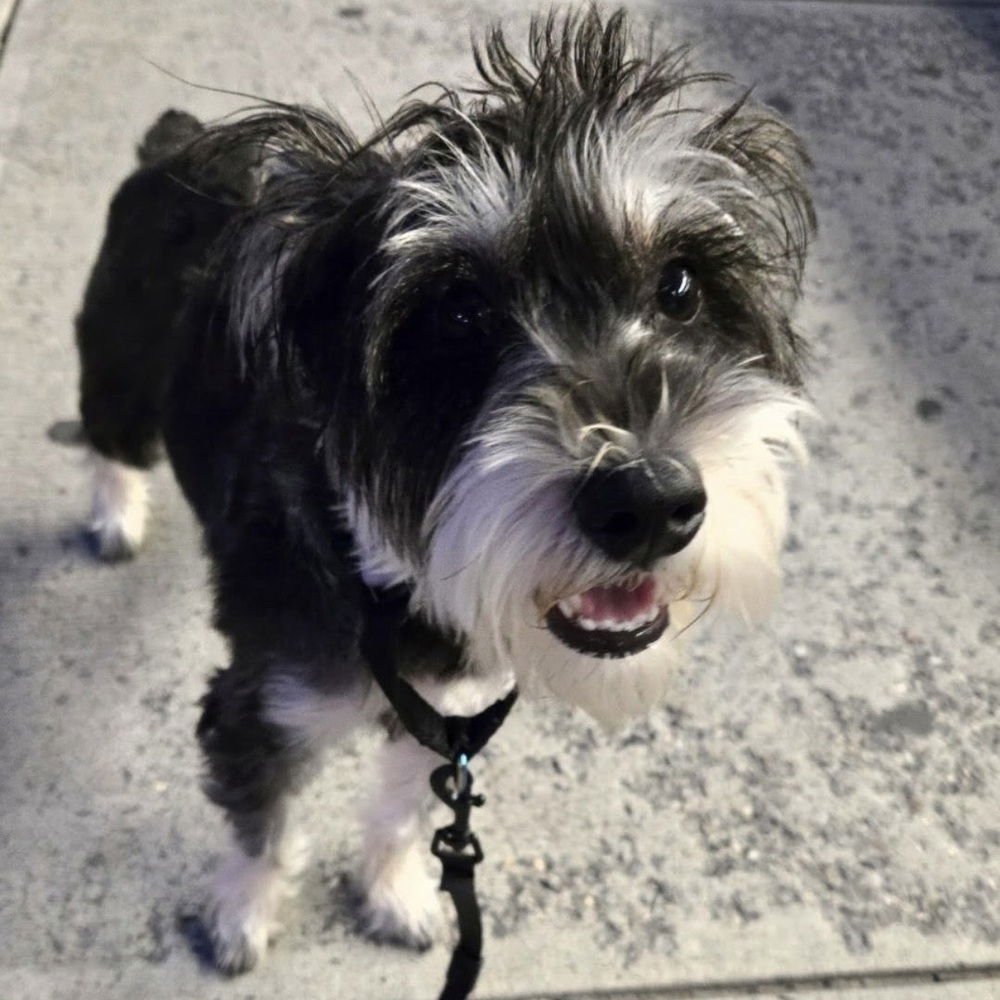 MARIBEL - Terrier available for adoption