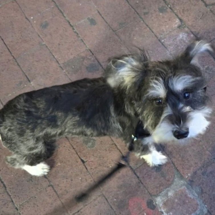 MARIBEL - Terrier available for adoption