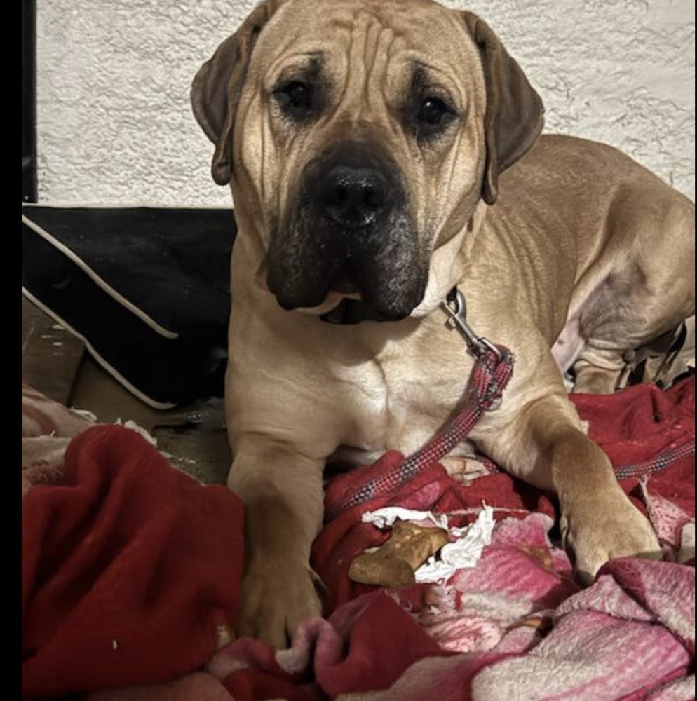 JORDAN - Terrier available for adoption