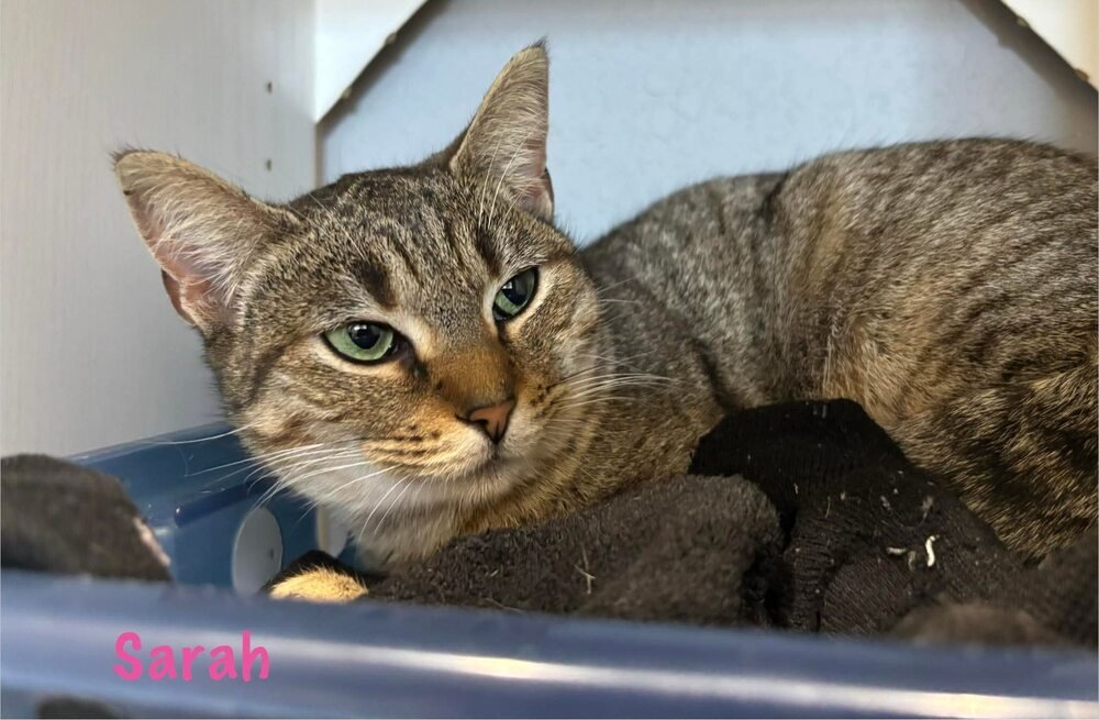 SARAH - Domestic Short Hair available for adoption