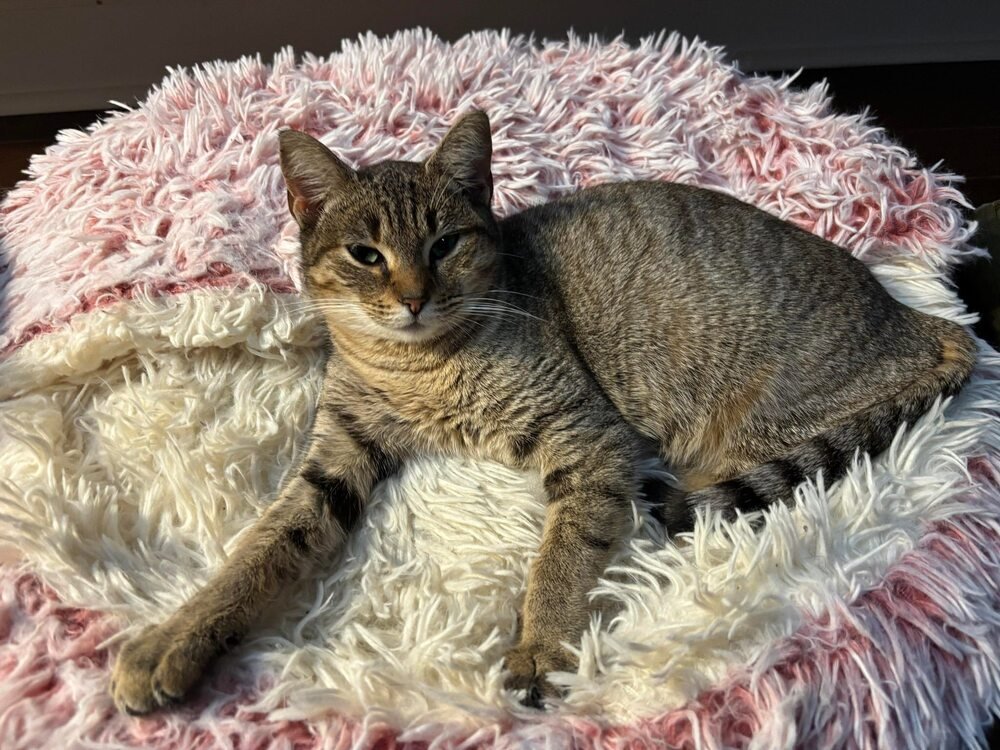 SARAH - Domestic Short Hair available for adoption