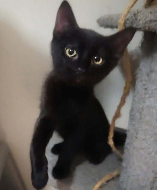 WILL - Domestic Short Hair available for adoption