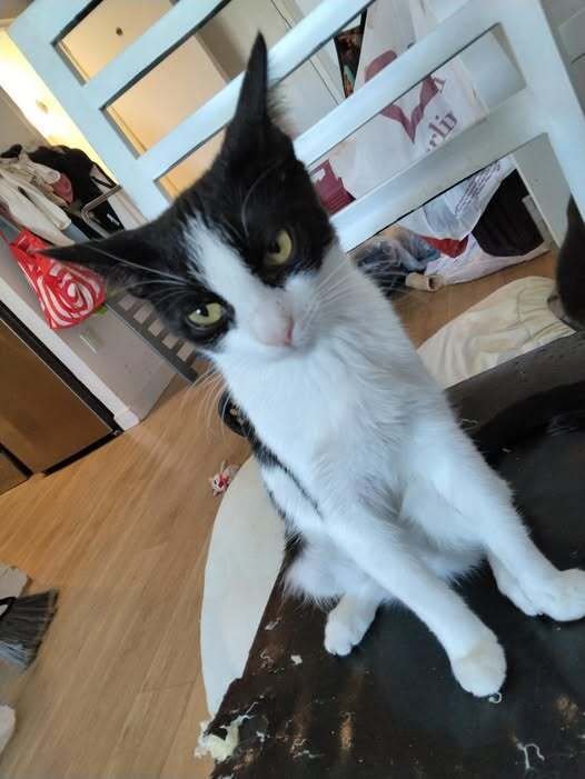 YING - Domestic Short Hair available for adoption