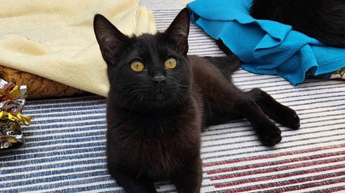 RAVEN - Domestic Short Hair available for adoption