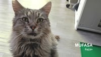 Mufasa - Photo 1