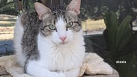 Sage - Photo 3
