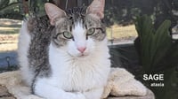 Sage - Photo 1