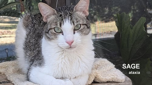 SAGE - Domestic Short Hair available for adoption