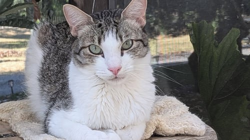 SAGE - Domestic Short Hair available for adoption