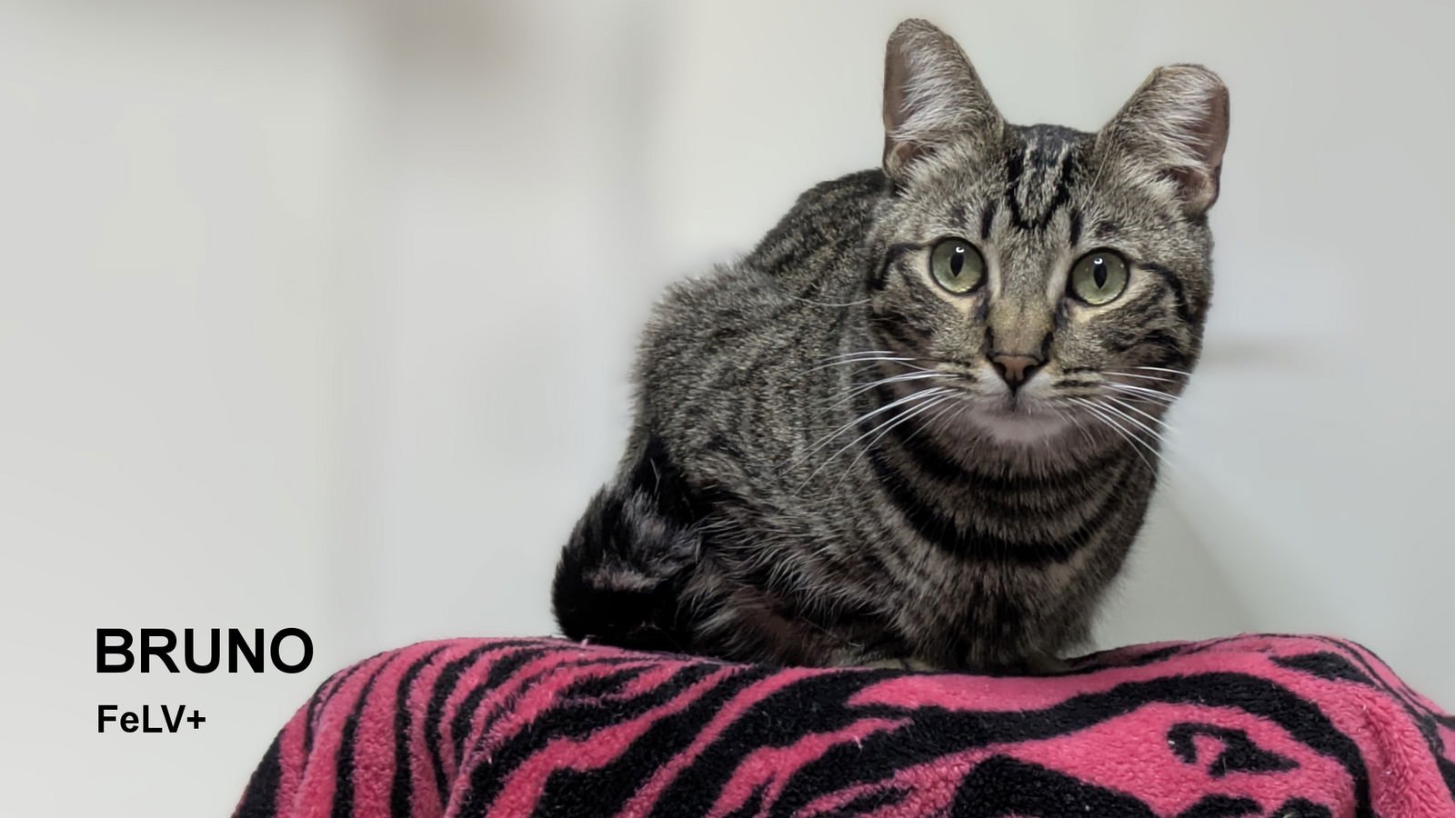 BRUNO - Domestic Short Hair available for adoption