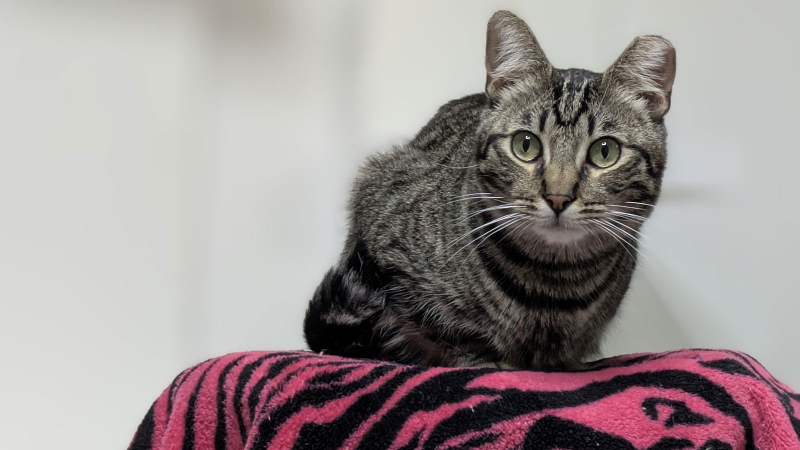 BRUNO - Domestic Short Hair available for adoption