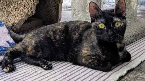 PEPPER - Tortoiseshell available for adoption