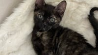 Pepper - Photo 5