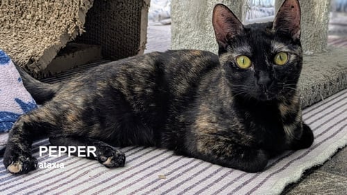 PEPPER - Tortoiseshell available for adoption